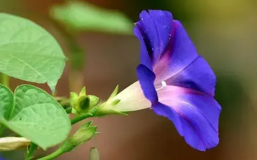 牵牛花风水寓意 花语是什么