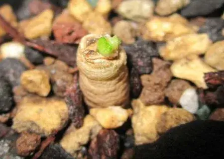 盆栽育苗 | 多肉植物怎么繁殖方法