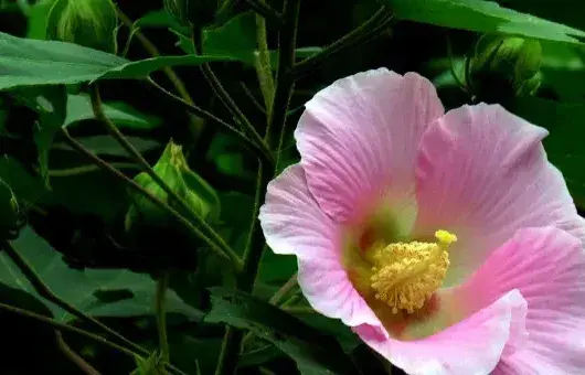 芙蓉花浇水怎么算浇透