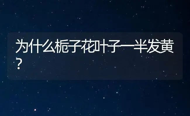 为什么栀子花叶子一半发黄？ | 绿植常识