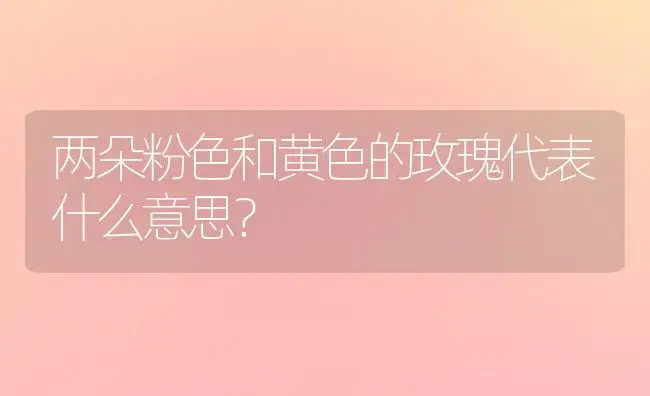 两朵粉色和黄色的玫瑰代表什么意思？ | 绿植常识