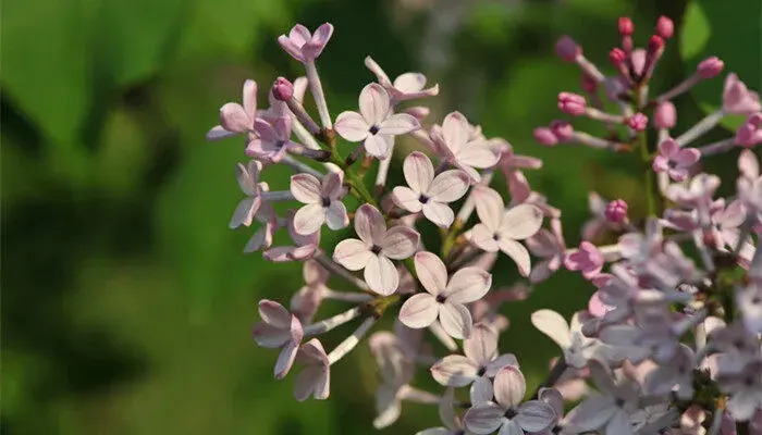 丁香的花语和传说是什么 丁香花的花语和传说