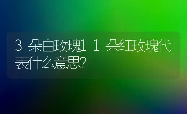 3朵白玫瑰11朵红玫瑰代表什么意思？ | 绿植常识