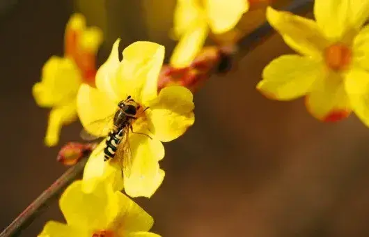 迎春花会结果吗