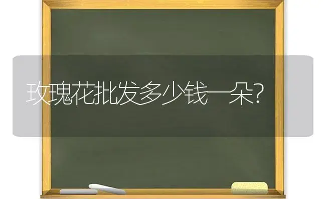 玫瑰花批发多少钱一朵？ | 绿植常识