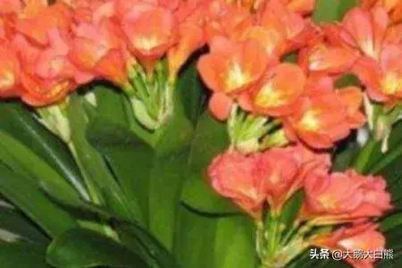 君子兰不开花怎么办? 盆里倒两滴油, 花开不断？