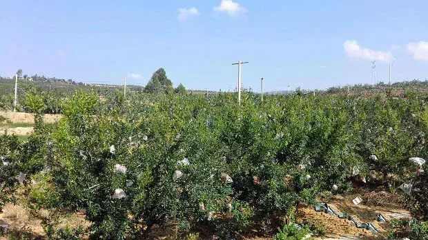 种植石榴什么时候需要浇水？