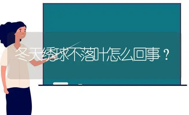 冬天绣球不落叶怎么回事？ | 绿植常识