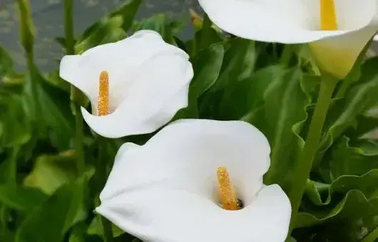 马蹄莲一年开几次花