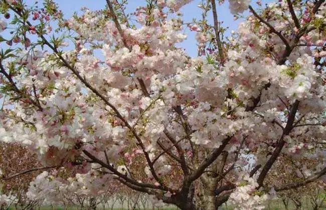 平坝农场樱花观赏时间，樱花的花语和传说