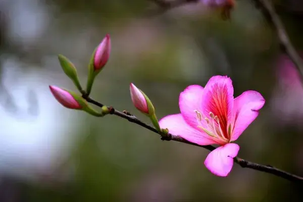 紫荆花爱情花语