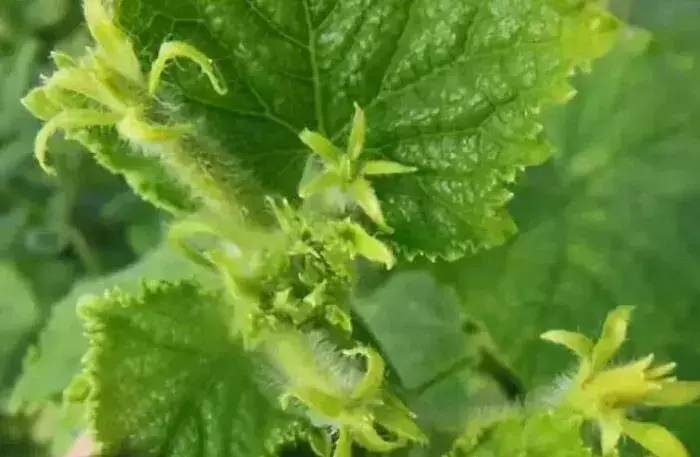 越夏蔬菜怎样保证花芽分化，减少畸形花果？