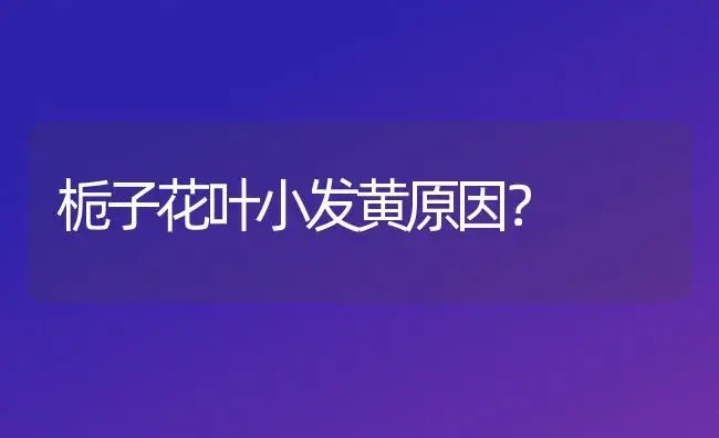 栀子花叶小发黄原因？ | 绿植常识