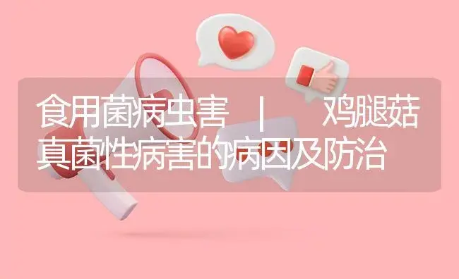 鸡腿菇真菌性病害的病因及防治 | 菌菇种植