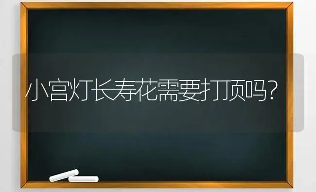 小宫灯长寿花需要打顶吗？ | 多肉养殖