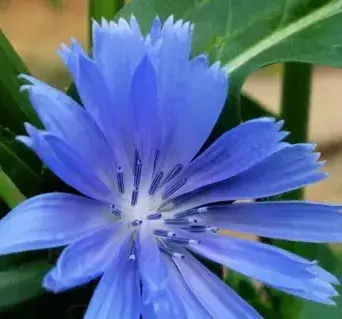 鲜花的真正含义！如何为不同场合选择合适的鲜花