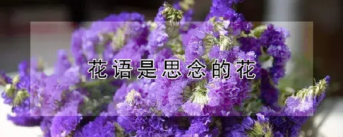 花语是思念的花