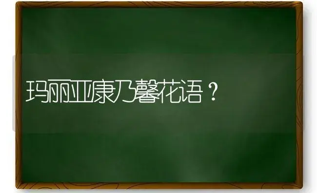 玛丽亚康乃馨花语？ | 绿植常识