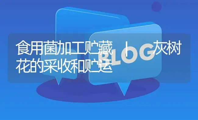 灰树花的采收和贮运 | 菌菇种植