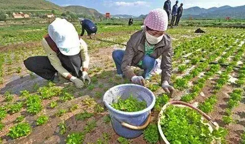 西芹育苗催芽技术及出苗后怎么管理？