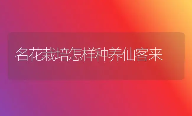 名花栽培怎样种养仙客来 | 家庭养花