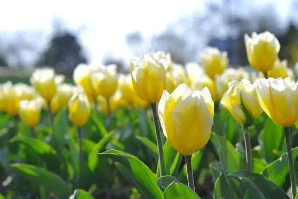 郁金香花语有哪些？