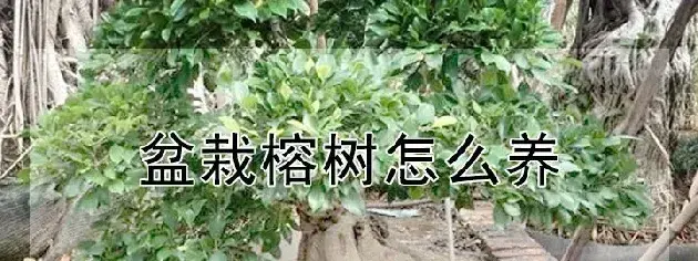 盆栽榕树怎么养