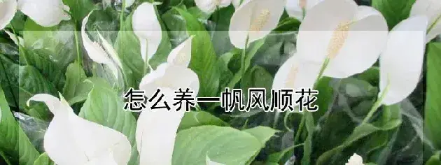 怎么养一帆风顺花