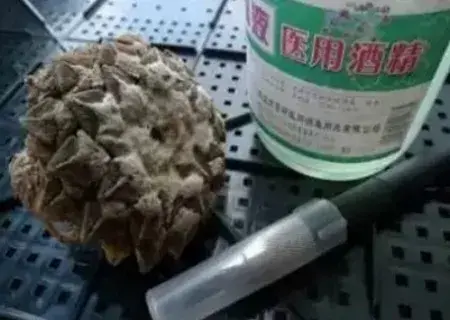 盆栽修剪 | 多肉植物如何修根