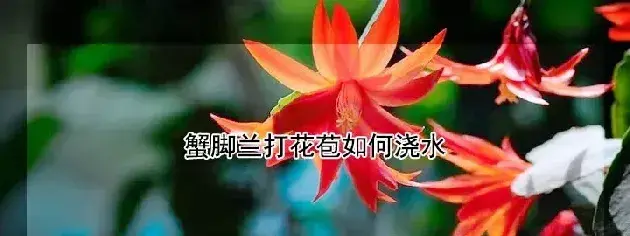 蟹脚兰打花苞如何浇水