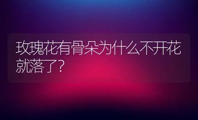 玫瑰花有骨朵为什么不开花就落了？ | 绿植常识