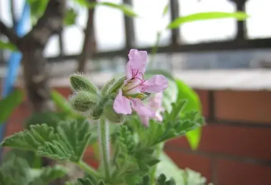 驱蚊草开花吗，花语有哪些？