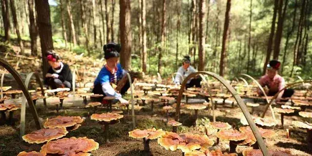 贵州丹寨县灵芝管护忙 青山成“金山”