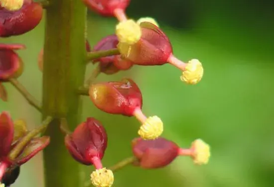 猪笼草的花语有哪些？