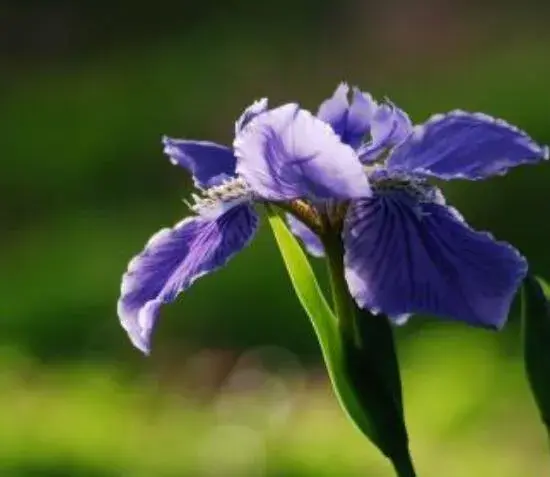 鸢尾花花语有哪些？