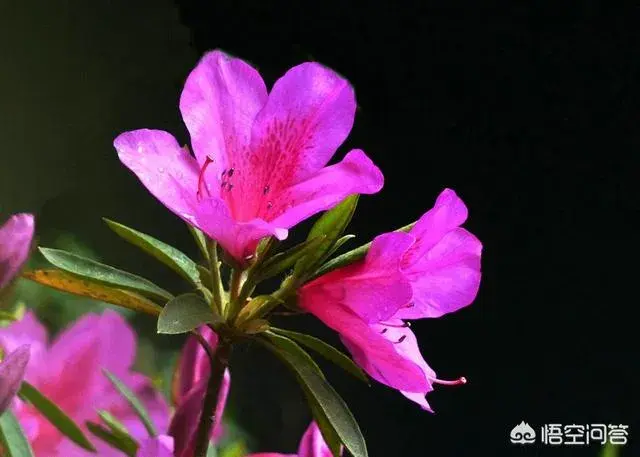 杜鹃花如何选择花盆啊？