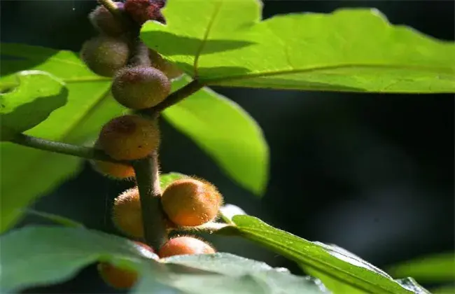 五指毛桃的栽培办法