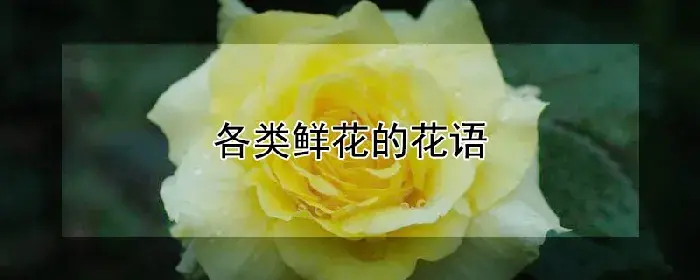 各类鲜花的花语