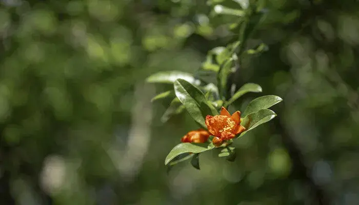 石榴花花语