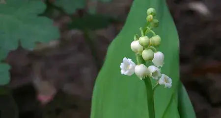 解读铃兰的花语和故事传说（图片）