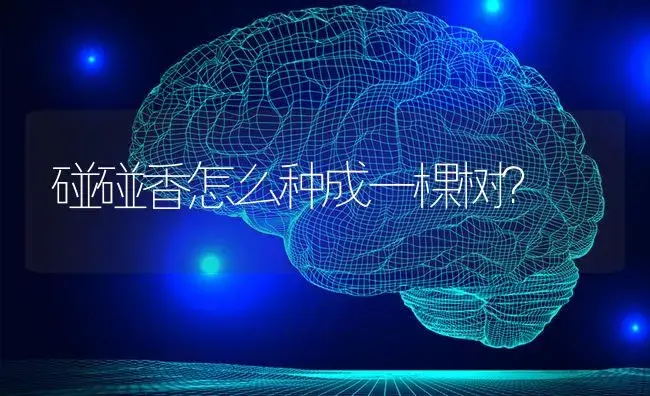碰碰香怎么种成一棵树？ | 多肉养殖