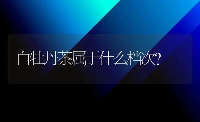 白牡丹茶属于什么档次？ | 多肉养殖