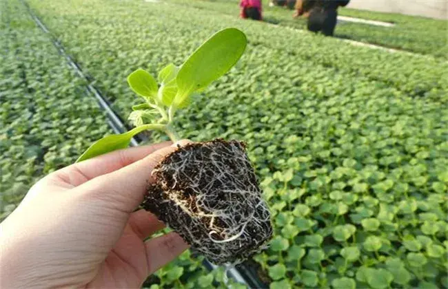 甜瓜订植后管理技术