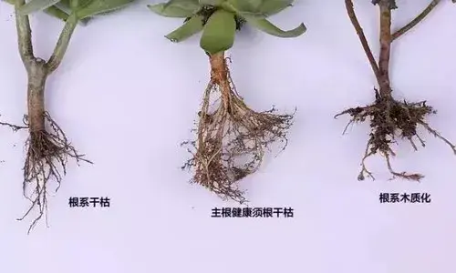 盆栽修剪 | 修根方法：多肉植物如何修根