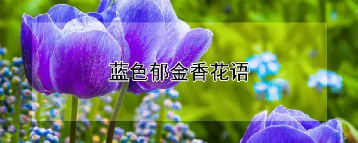 蓝色郁金香花语