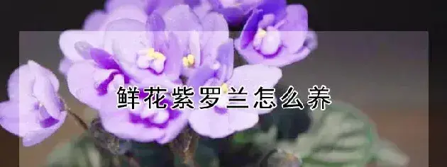 鲜花紫罗兰怎么养