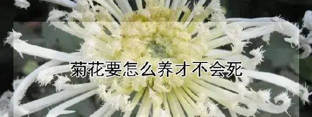 菊花要怎么养才不会死