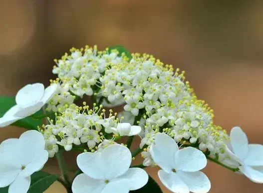 天目琼花栽培管理技术