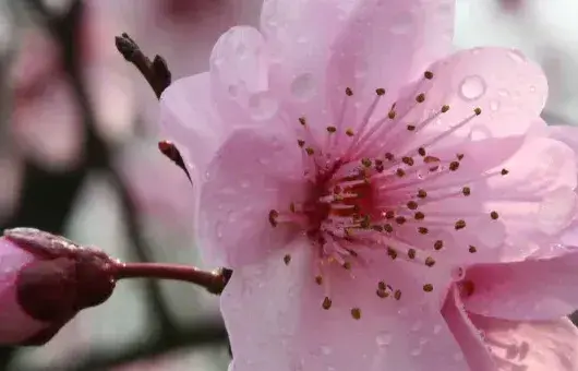 桃花树能活多少年