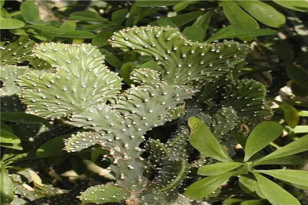 麒麟掌的花语及寓意有哪些？